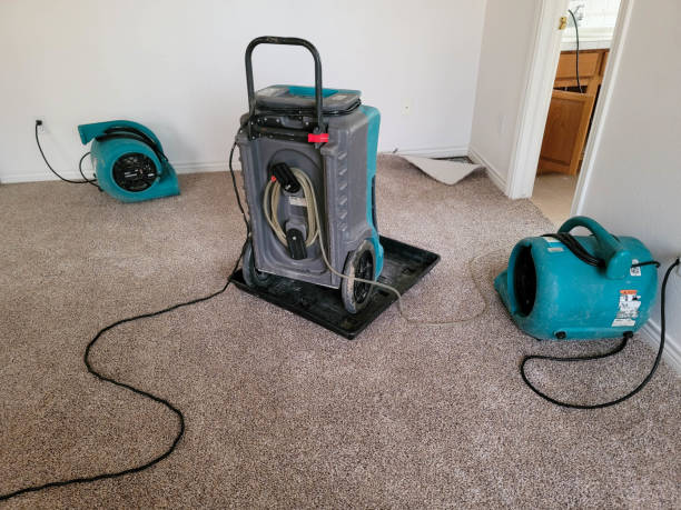 Best Professional water damage repair  in Nokomis, FL