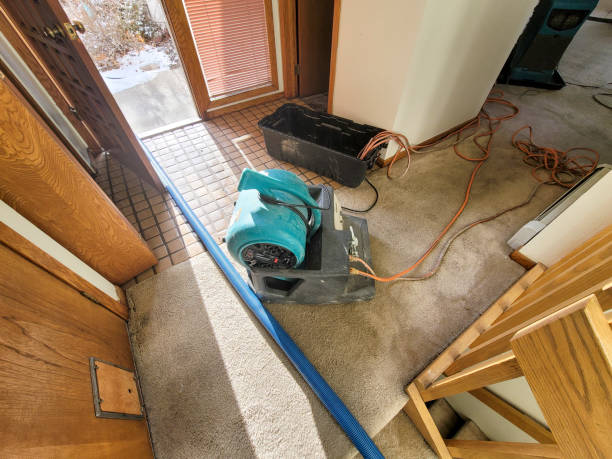 Best Professional water damage repair  in Nokomis, FL
