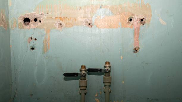 Best Mold removal after water damage  in Nokomis, FL