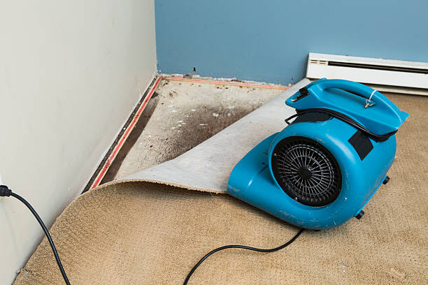 Best Local water damage restoration  in Nokomis, FL